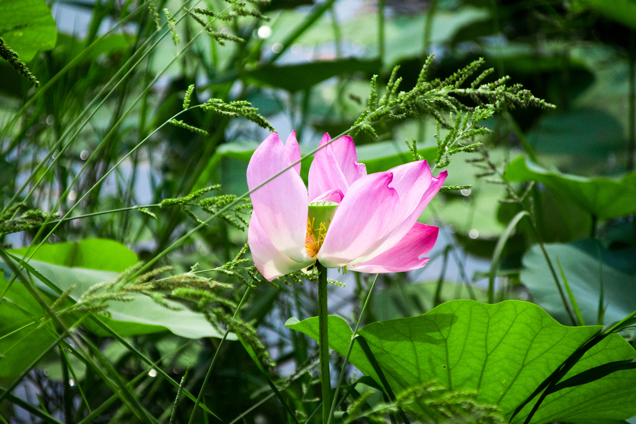 Sigma 28-300mm F3.5-6.3 DG Macro sample photo