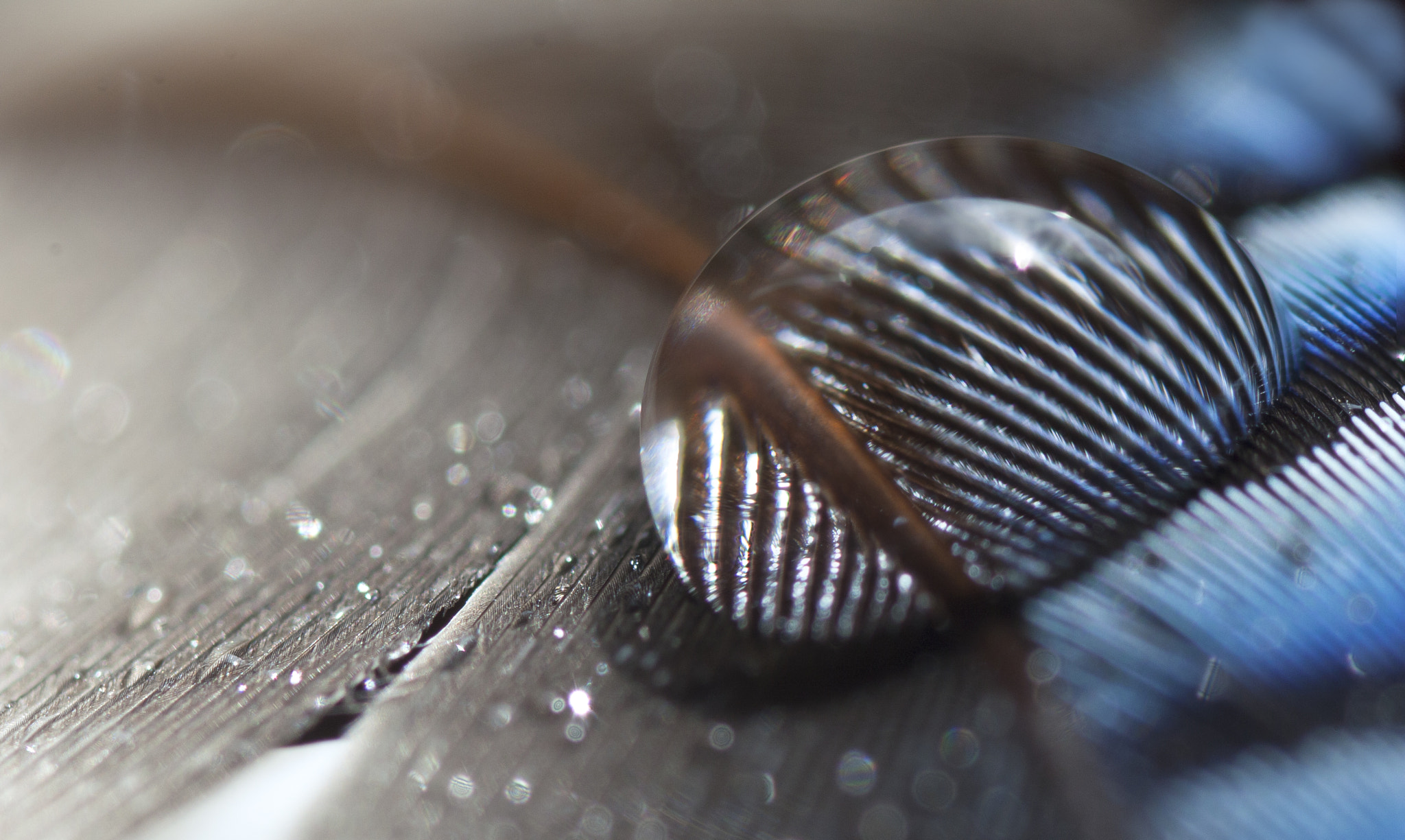 Canon EOS 450D (EOS Rebel XSi / EOS Kiss X2) + Tamron SP AF 90mm F2.8 Di Macro sample photo. Jay's feather photography