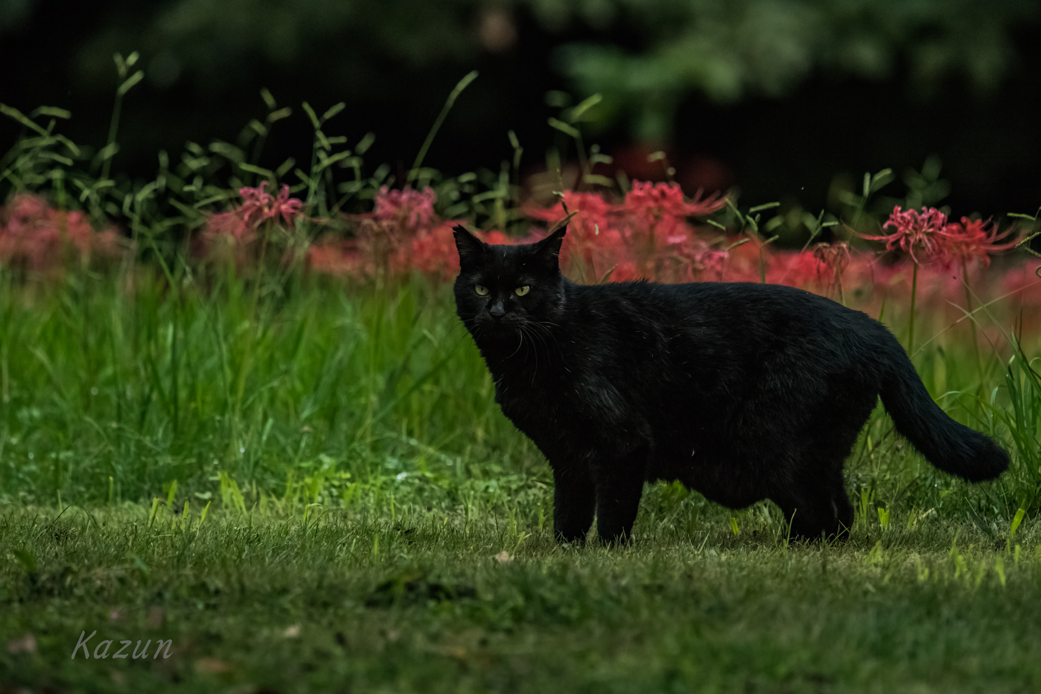 Nikon Nikkor AF-S 300mm F4E PF ED VR sample photo. Hi! photography