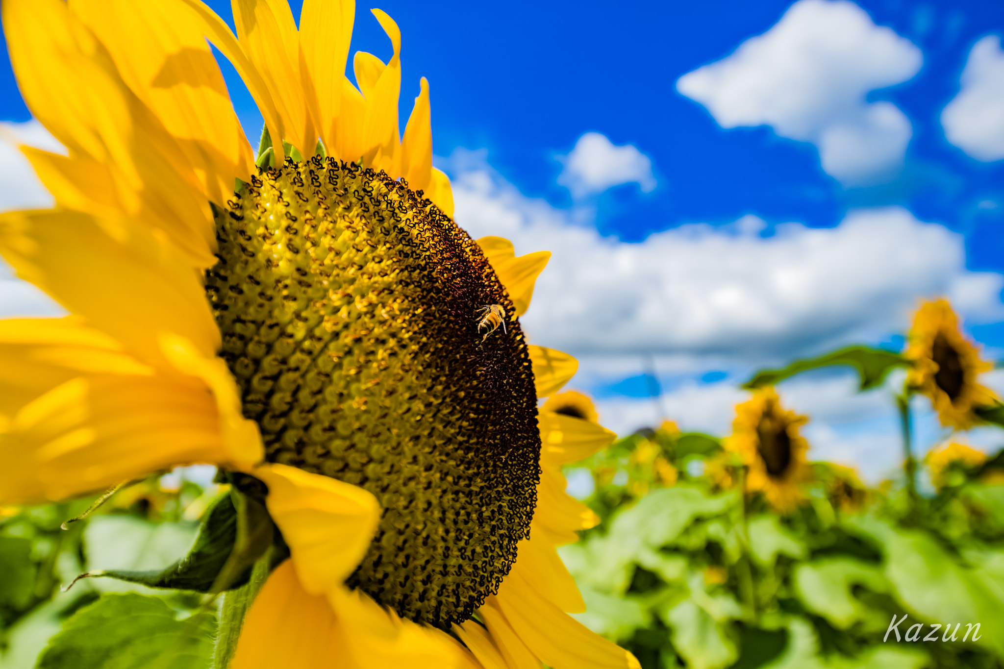 Canon EOS-1D X Mark II sample photo. Sunflower+bee! photography