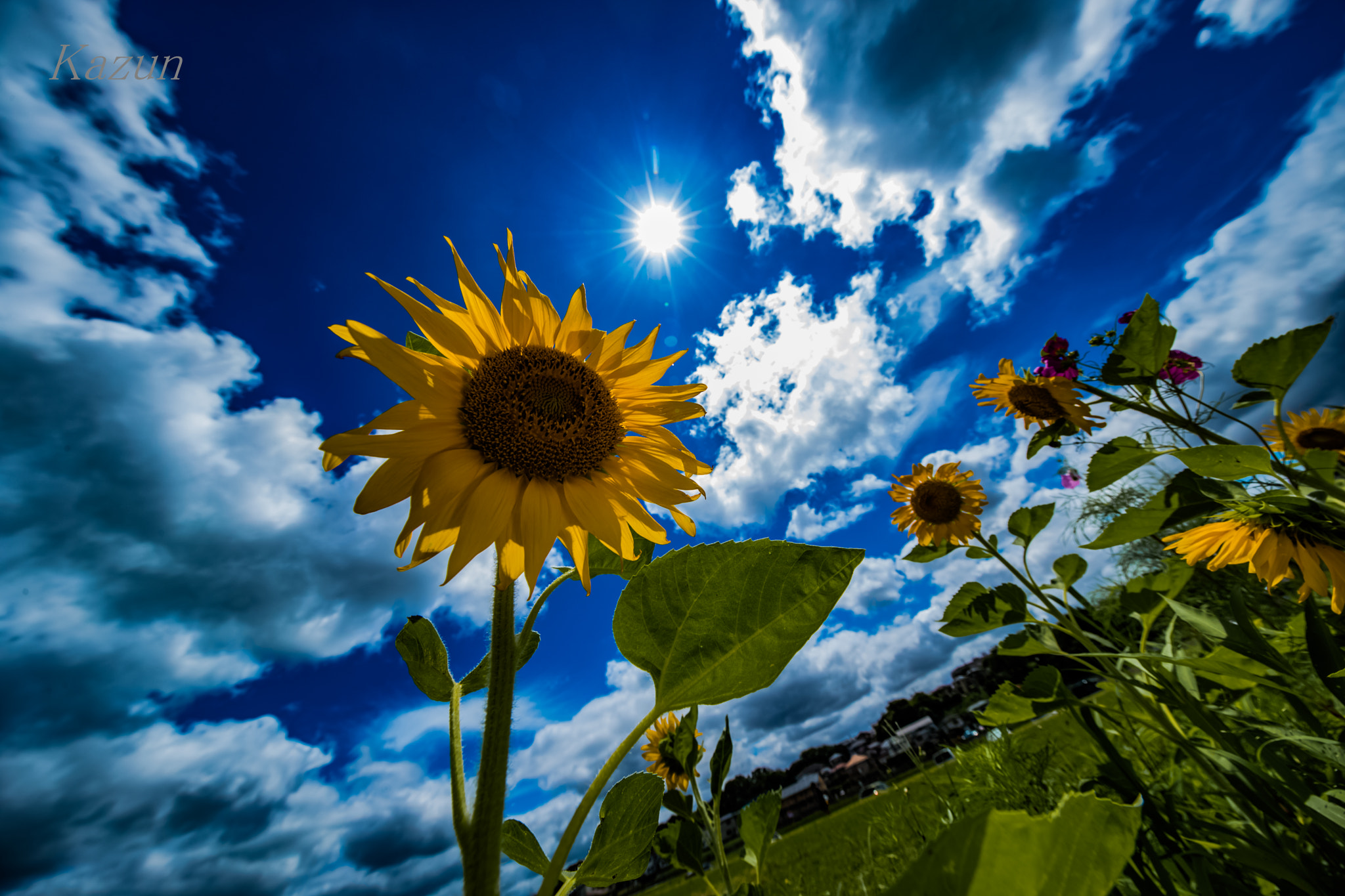 Canon EOS-1D X Mark II + Canon EF 11-24mm F4L USM sample photo. Sunflower+sun!= my power! photography
