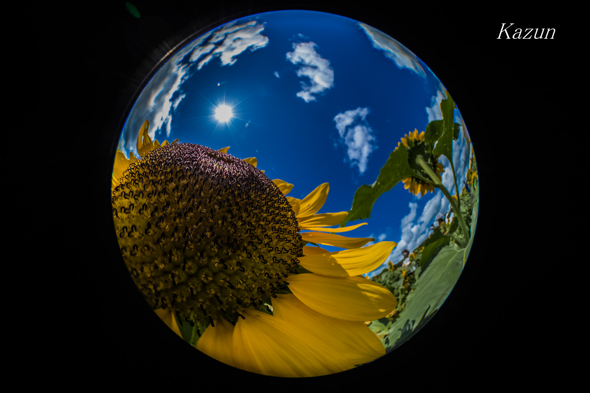 Canon EOS-1D X Mark II + Canon EF 8-15mm F4L Fisheye USM sample photo. Sunflower special photography