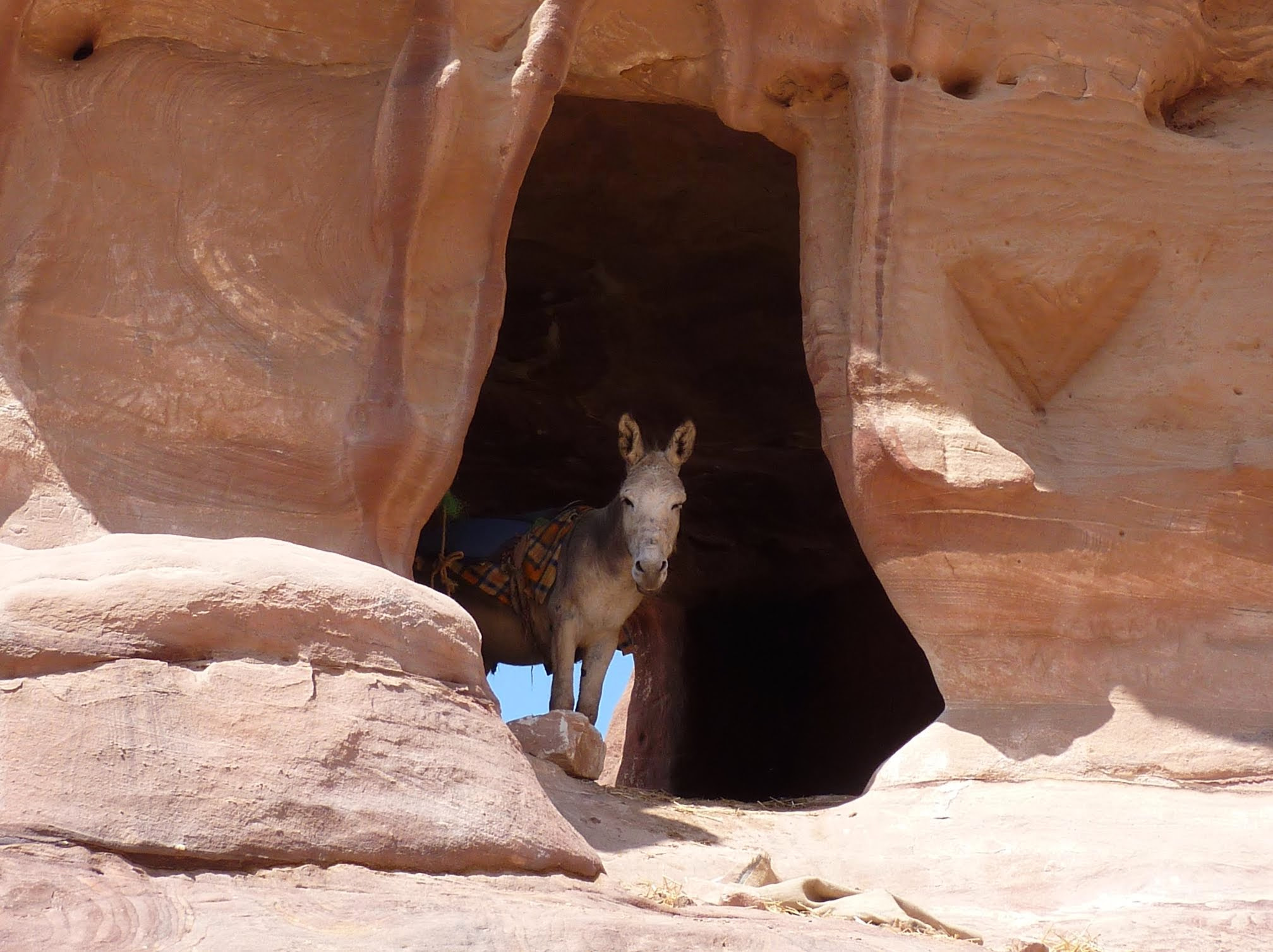Panasonic Lumix DMC-ZS1 (Lumix DMC-TZ6) sample photo. Donkey refreshing in a cave in petra, jordan photography