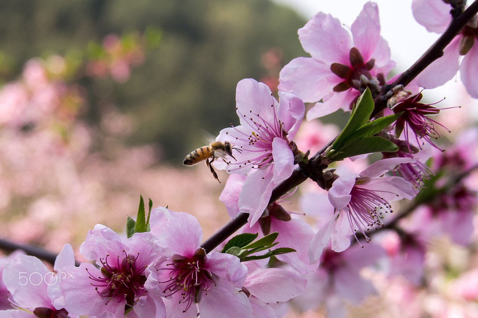 Olympus PEN E-PL6 sample photo. Little bee and cherry blossom photography
