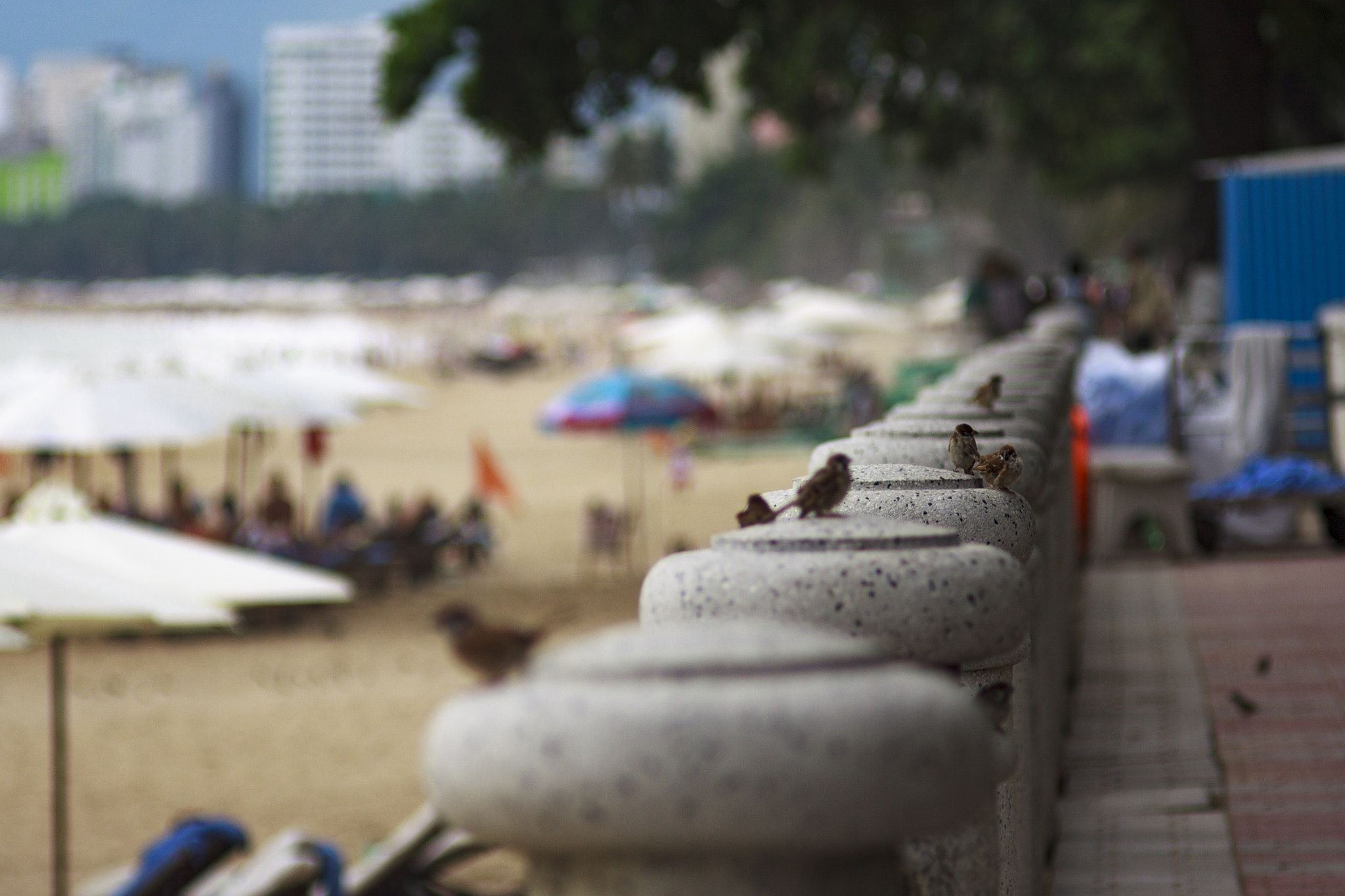 Canon EF 35-80mm f/4-5.6 sample photo. The birds on the beach photography