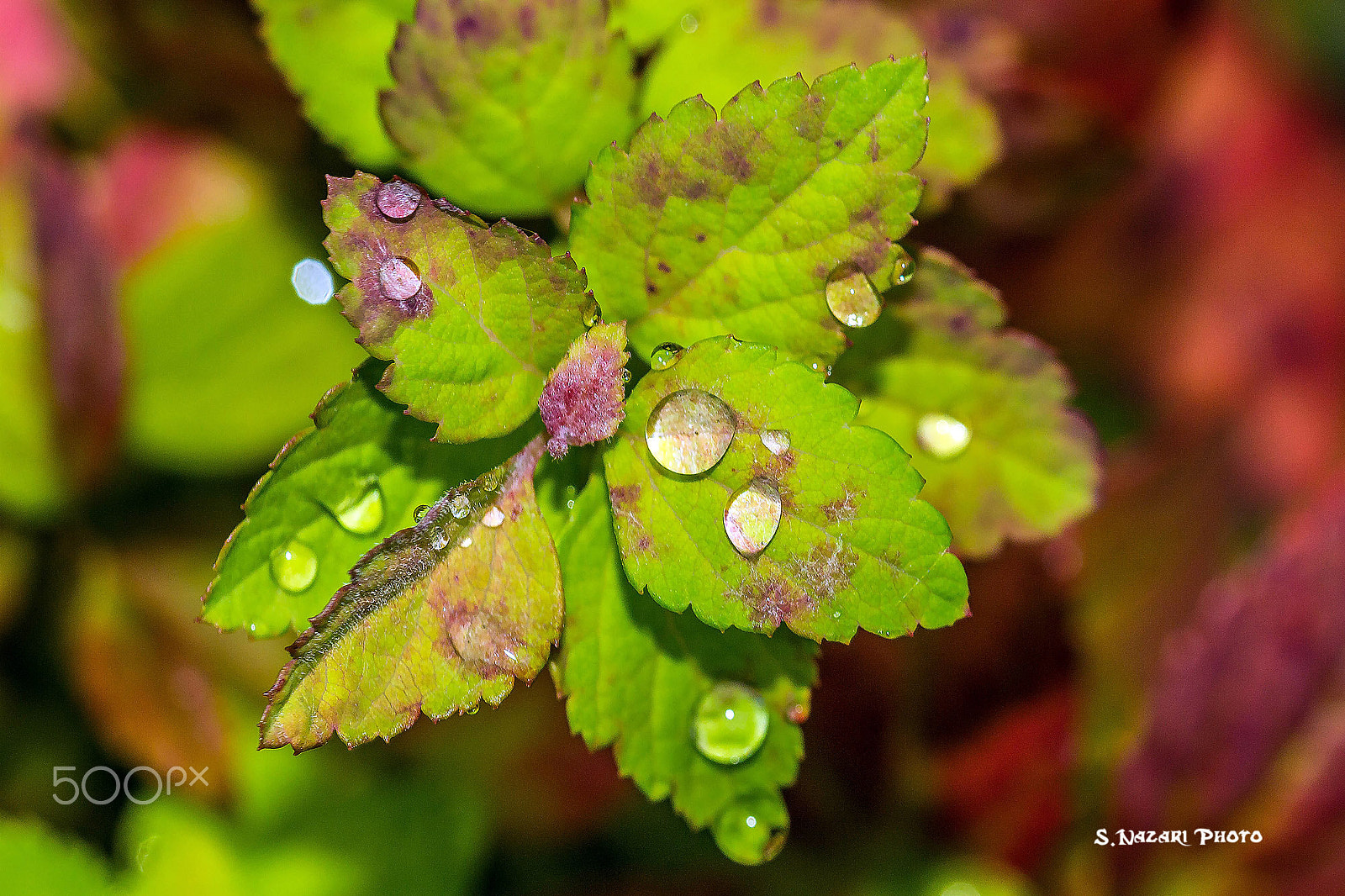 Canon EOS 7D + Canon EF 100mm F2.8L Macro IS USM sample photo. Drops photography