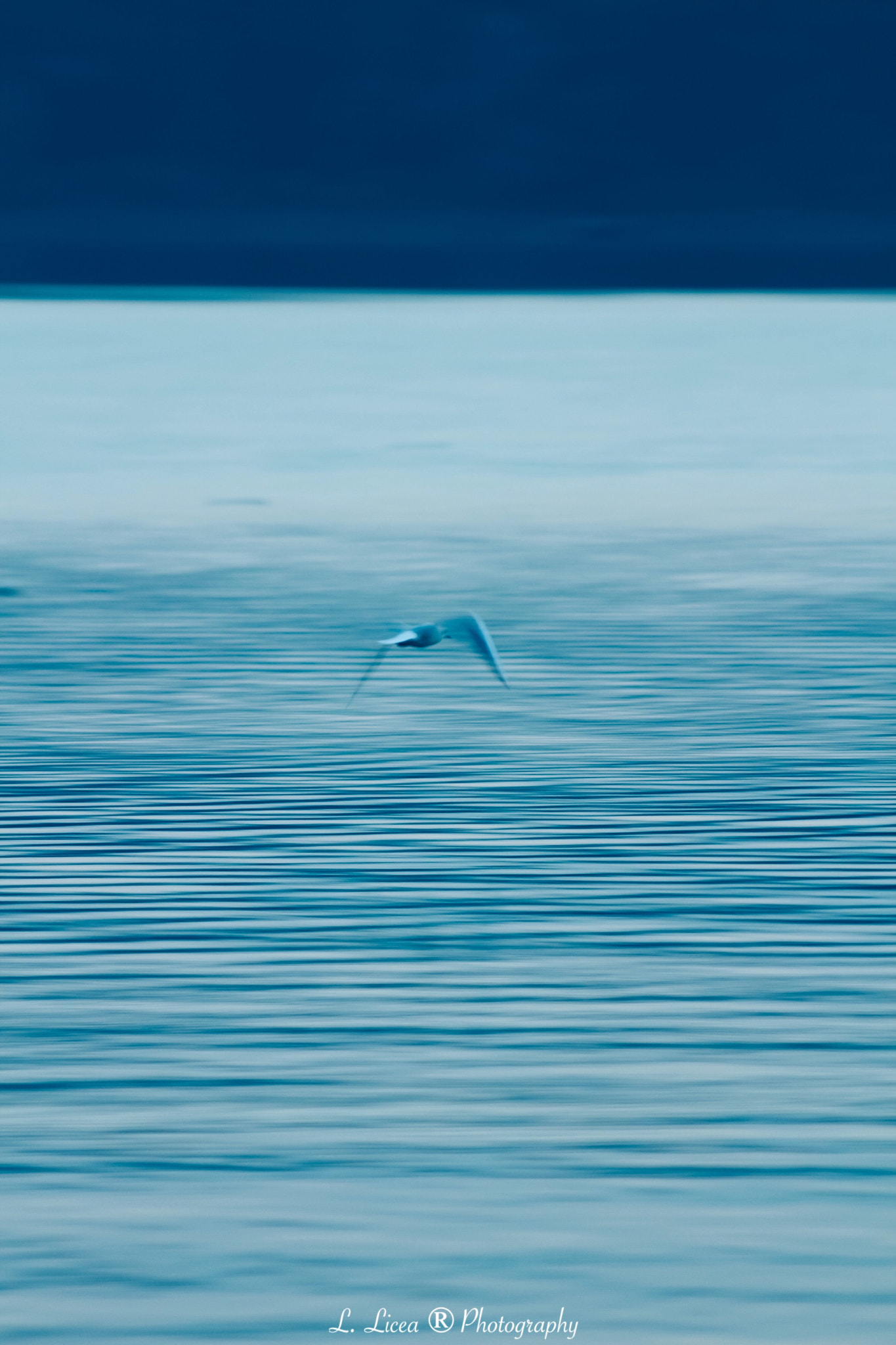 Canon EF 70-300mm F4-5.6 IS USM sample photo. Freedom photography