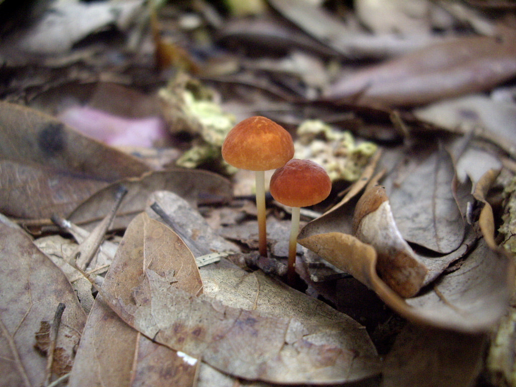 Pentax OPTIO A10 sample photo. Little mushrooms photography