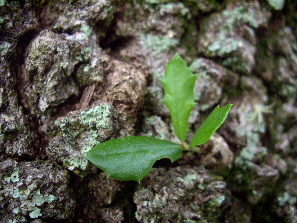 Pentax OPTIO A10 sample photo. Babyoak photography