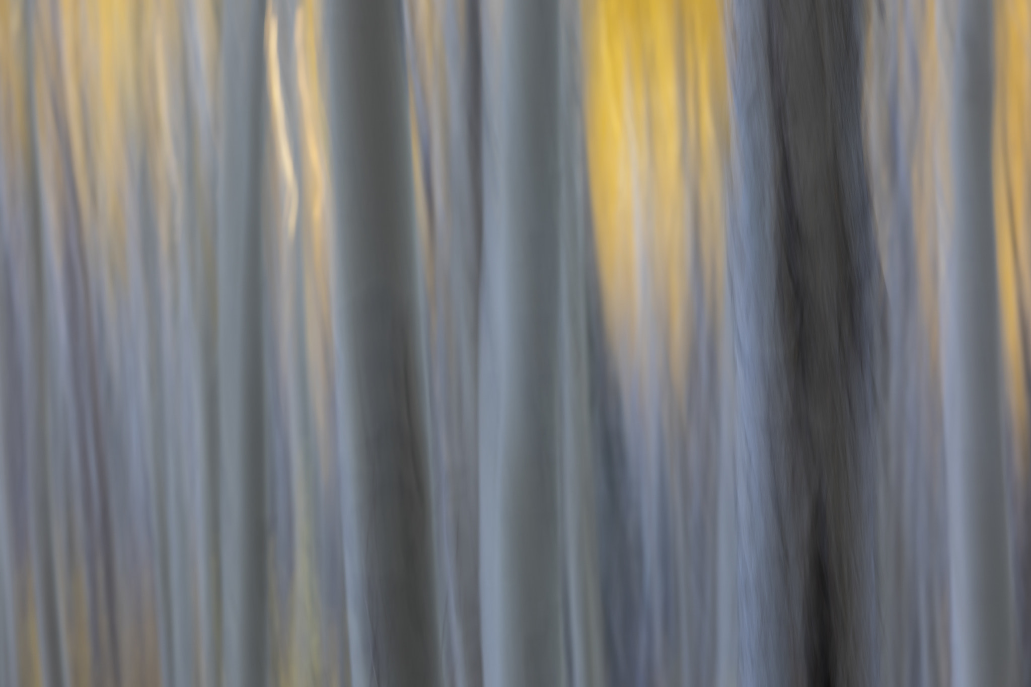 Canon EF 70-200mm F2.8L IS USM sample photo. Aspen abstract photography