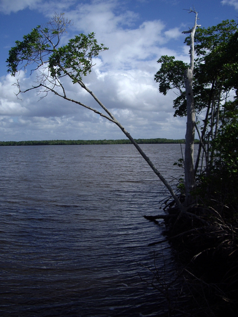 Pentax OPTIO A10 sample photo. Blackwater mangrove photography