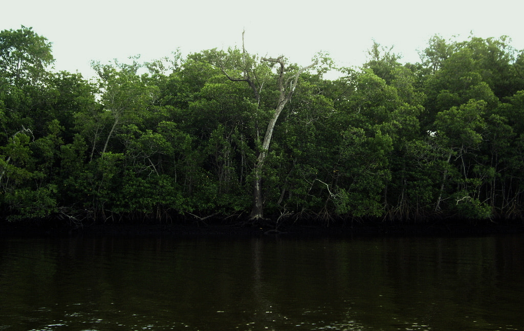 Pentax OPTIO A10 sample photo. Mangrove island photography