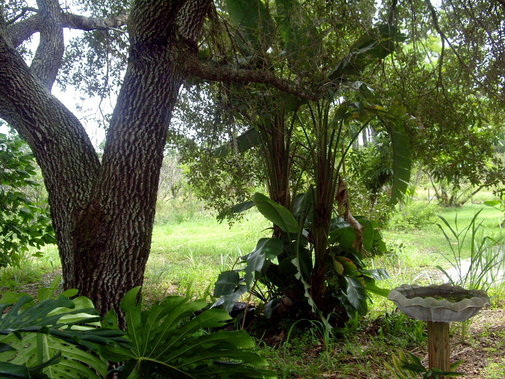 Pentax OPTIO A10 sample photo. Newbackyard photography