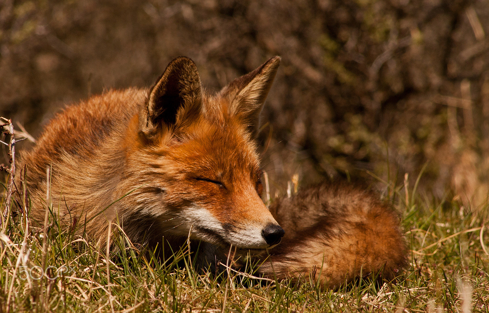 Canon EF 75-300mm f/4-5.6 USM sample photo. Fox meditation photography