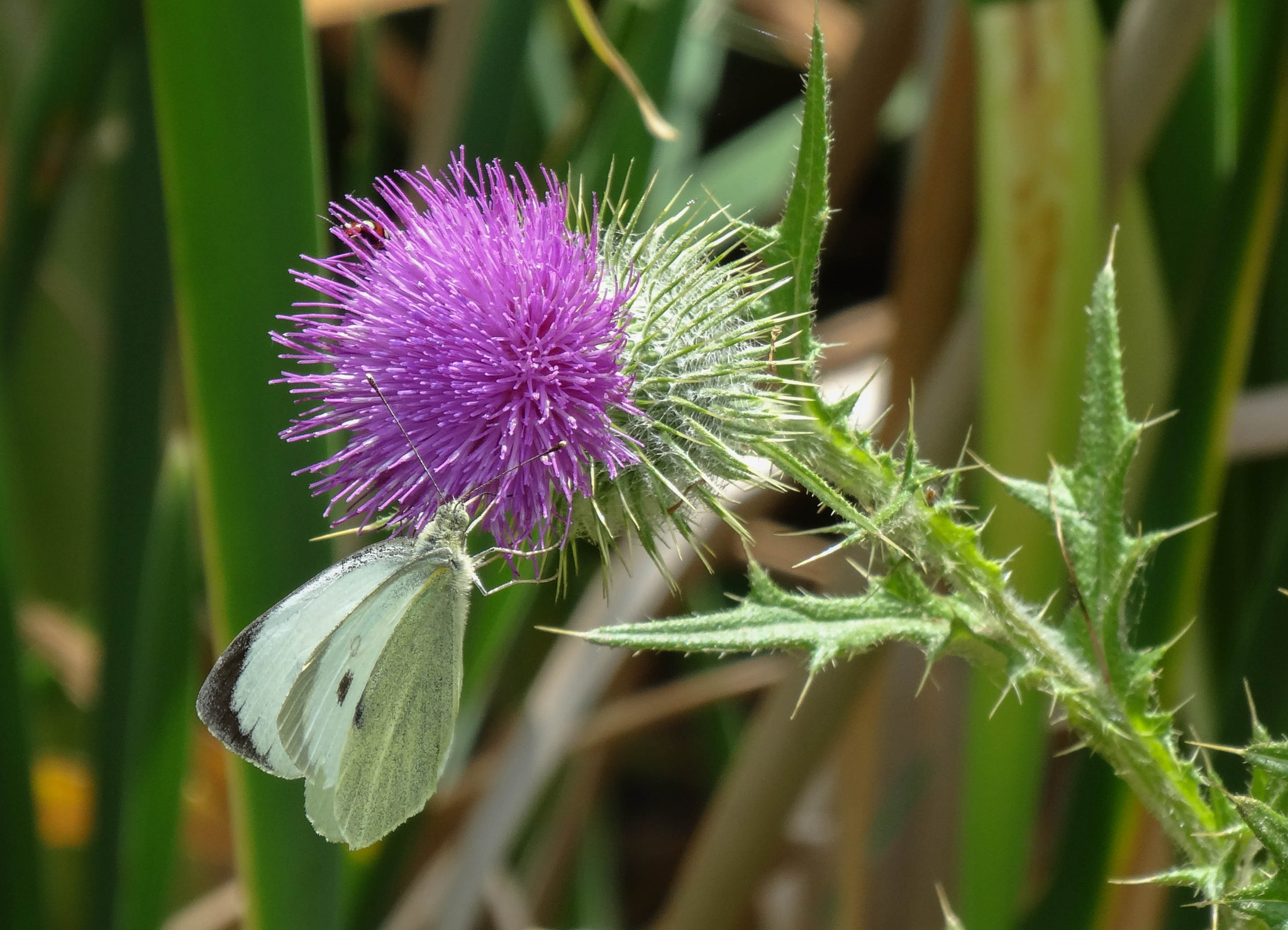 Sony Cyber-shot DSC-HX30V sample photo. Butterfly photography