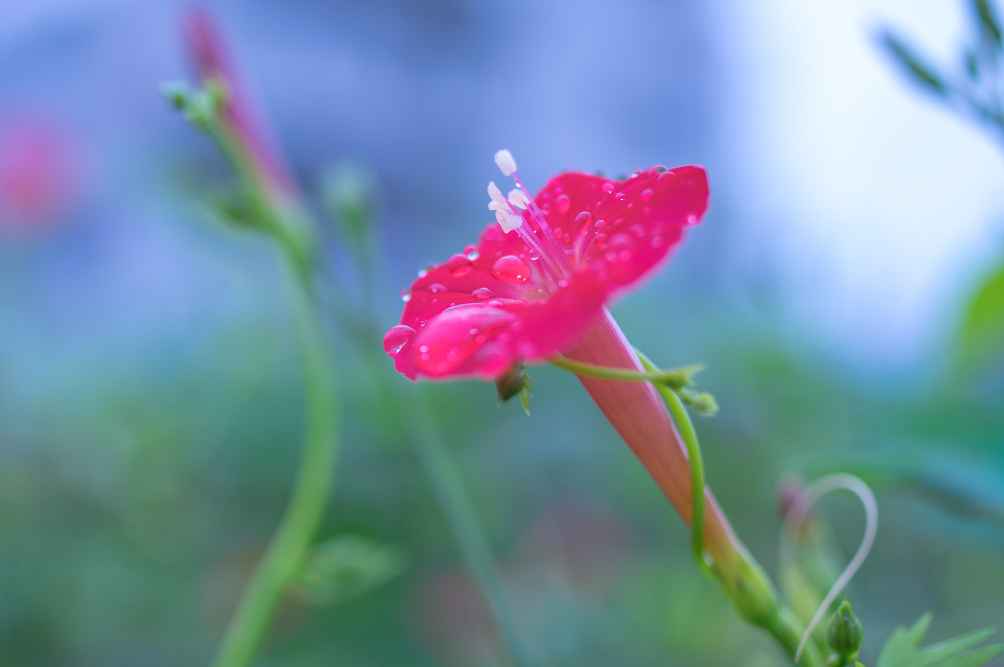 Pentax K-3 II sample photo. Red trumpet photography