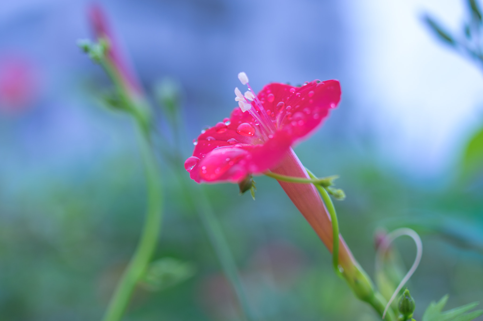 HD Pentax DA 35mm F2.8 Macro Limited sample photo. Red trumpet photography