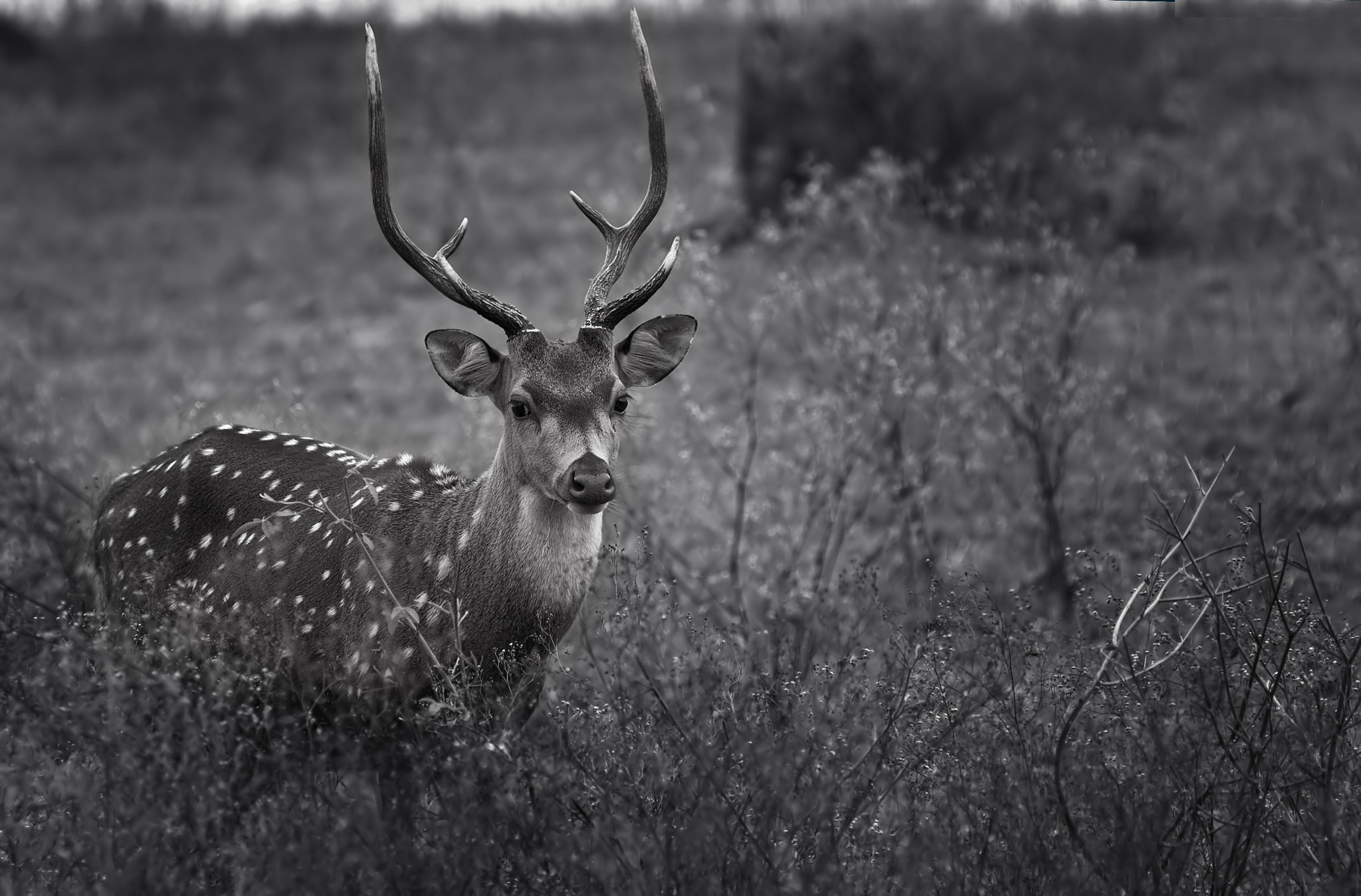 Canon EOS 1000D (EOS Digital Rebel XS / EOS Kiss F) sample photo. Spotted deer photography