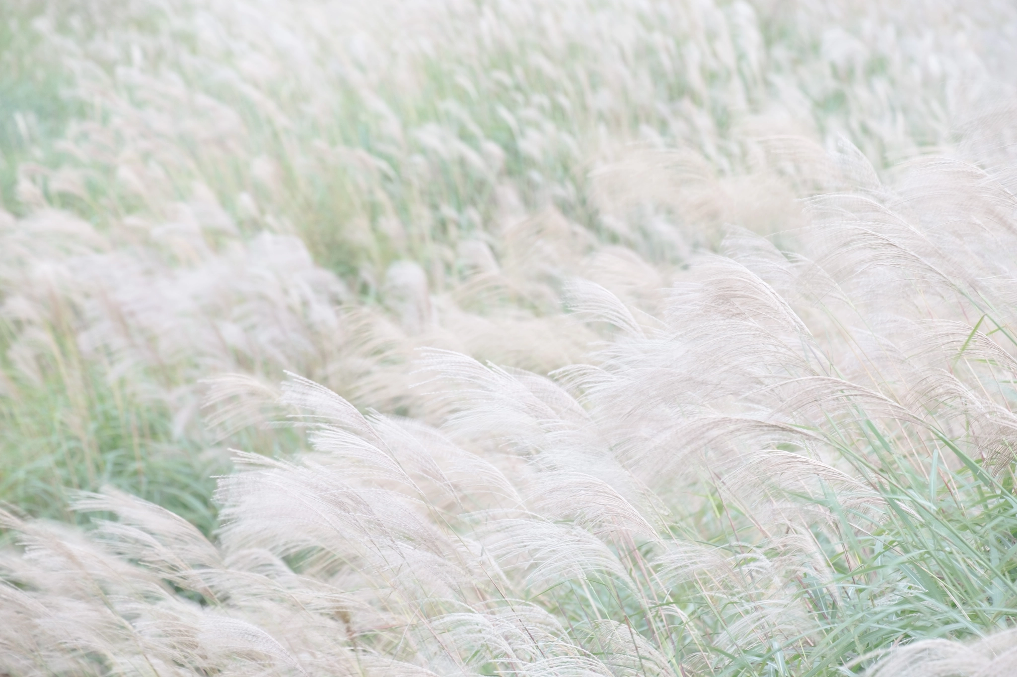 Fujifilm X-Pro1 + Fujifilm XF 55-200mm F3.5-4.8 R LM OIS sample photo. Wind photography