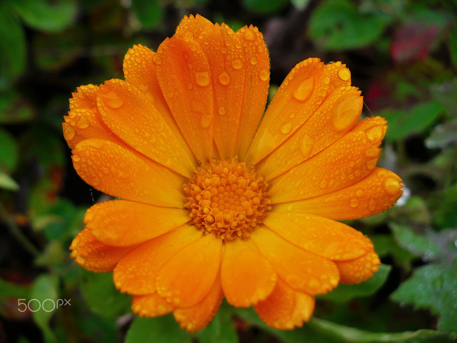 Panasonic DMC-LZ7 sample photo. Morning dew on a flower. Утренняя роса на цветке. photography