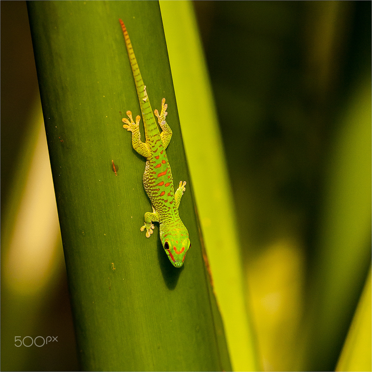 Canon EOS-1D Mark II N sample photo. Gecko photography