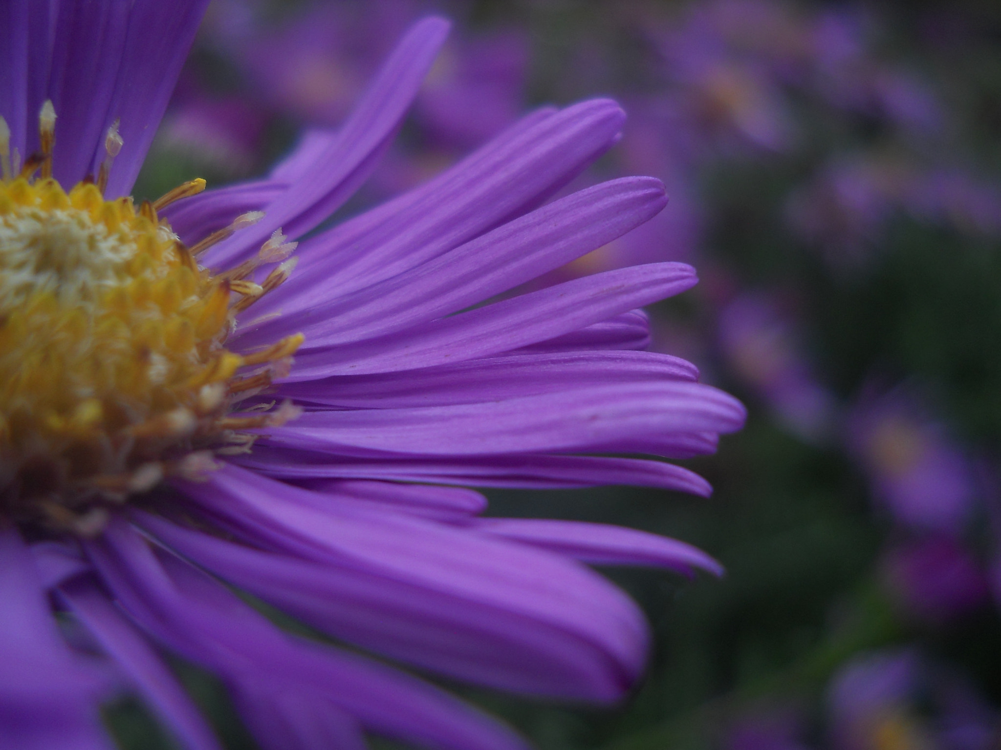 Nikon Coolpix L22 sample photo. Violet flower photography