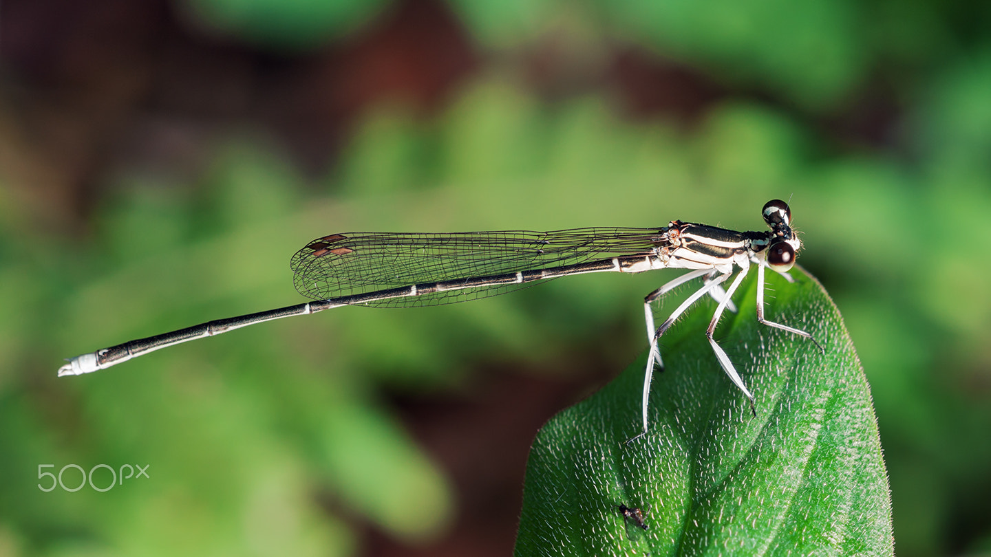 Sony Alpha DSLR-A700 + Sony 100mm F2.8 Macro sample photo. Caenagrion photography