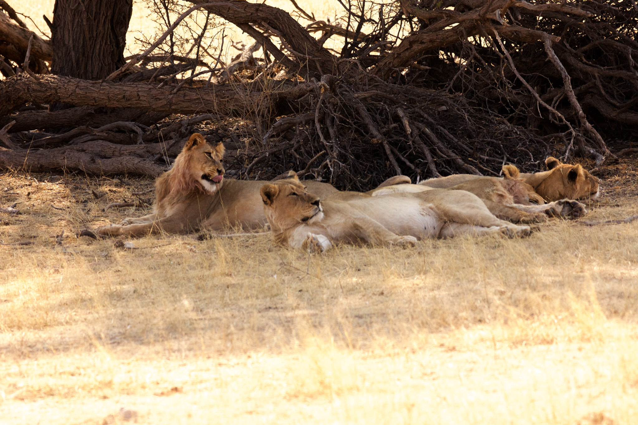 Sony Alpha DSLR-A700 sample photo. Wildebeest alert photography