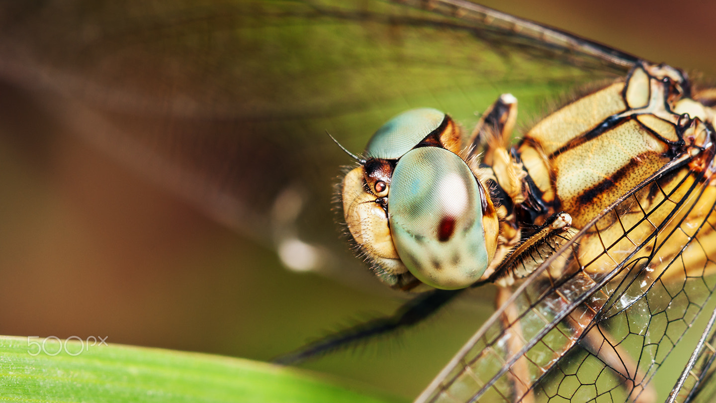 Sony Alpha DSLR-A700 + Sony 100mm F2.8 Macro sample photo. Pantala flavescens fabricius photography