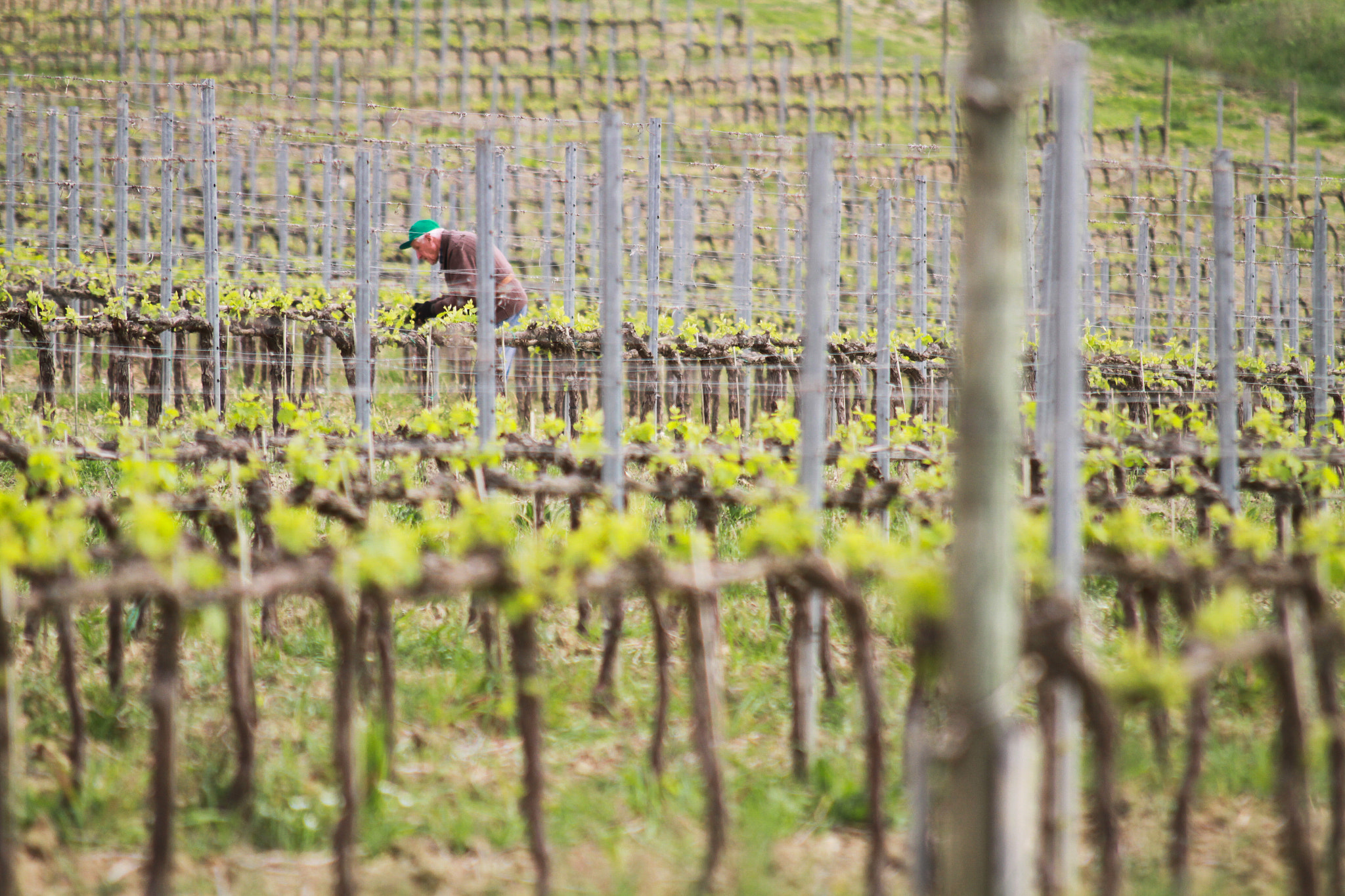 Sigma 70-200mm F2.8 EX DG OS HSM sample photo. Tuscany photography
