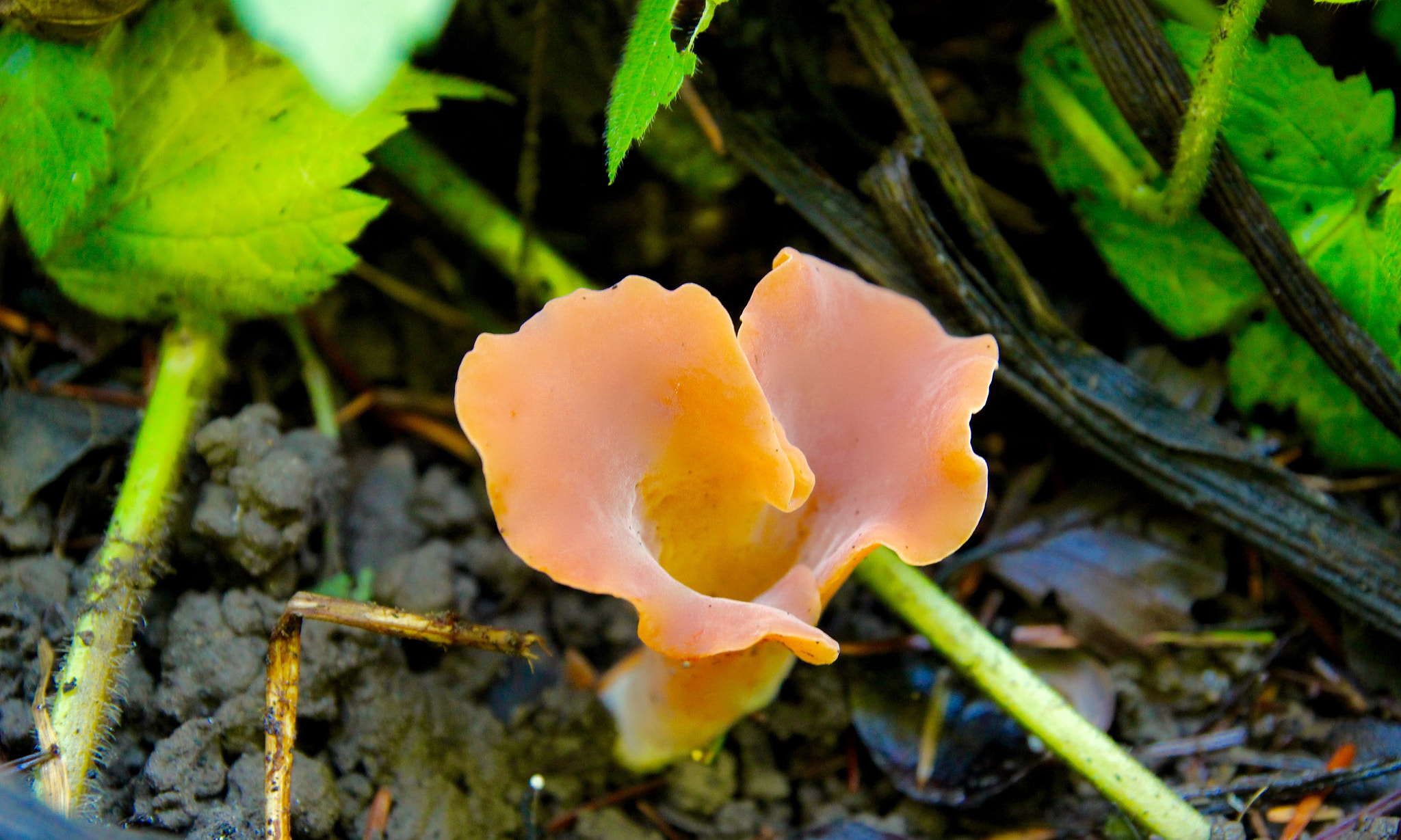 Tamron SP AF 17-50mm F2.8 XR Di II LD Aspherical (IF) sample photo. Orange fungus photography