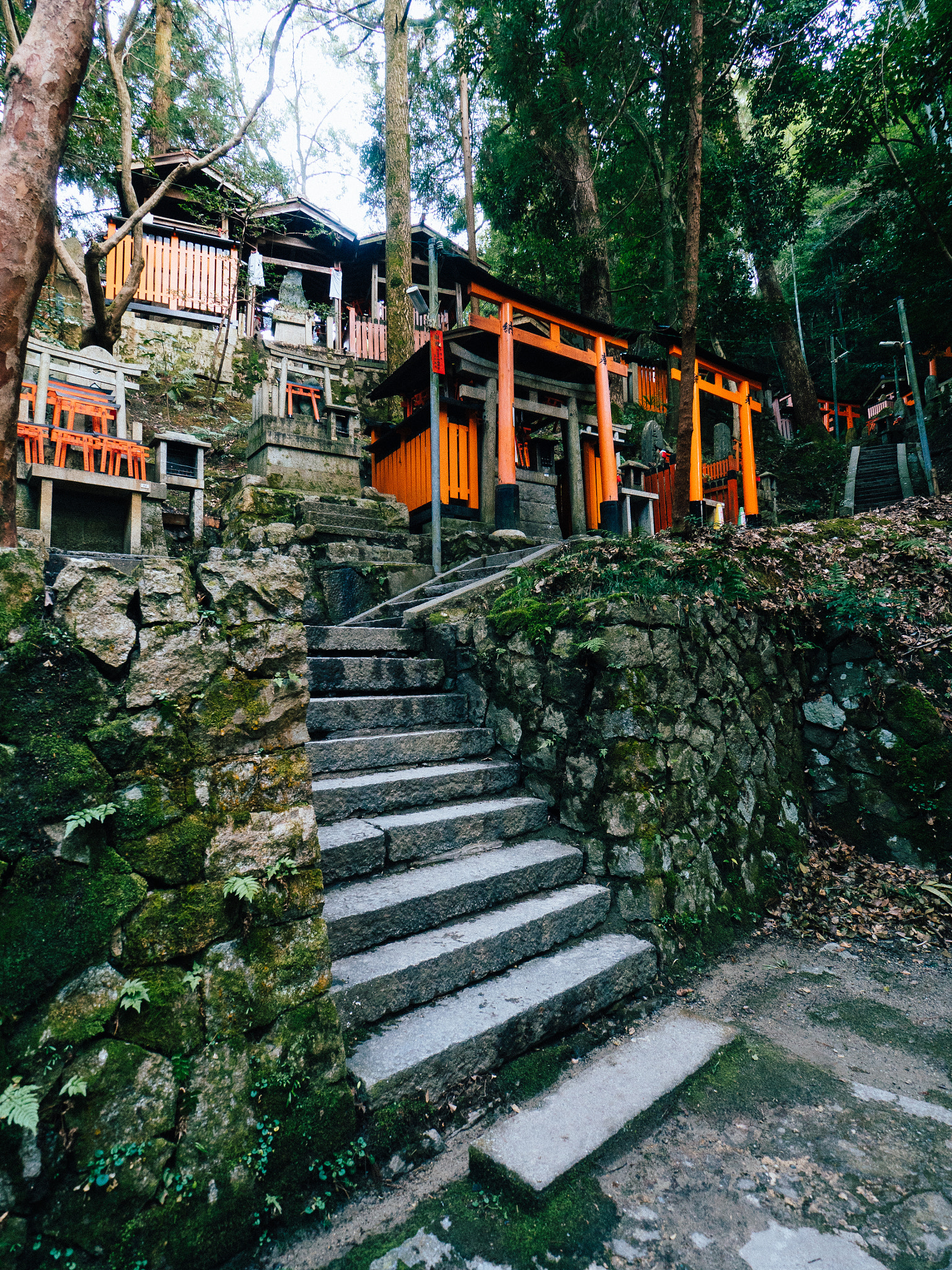 Olympus OM-D E-M5 II + OLYMPUS M.9-18mm F4.0-5.6 sample photo. Fushimi-inari taisha shrines photography