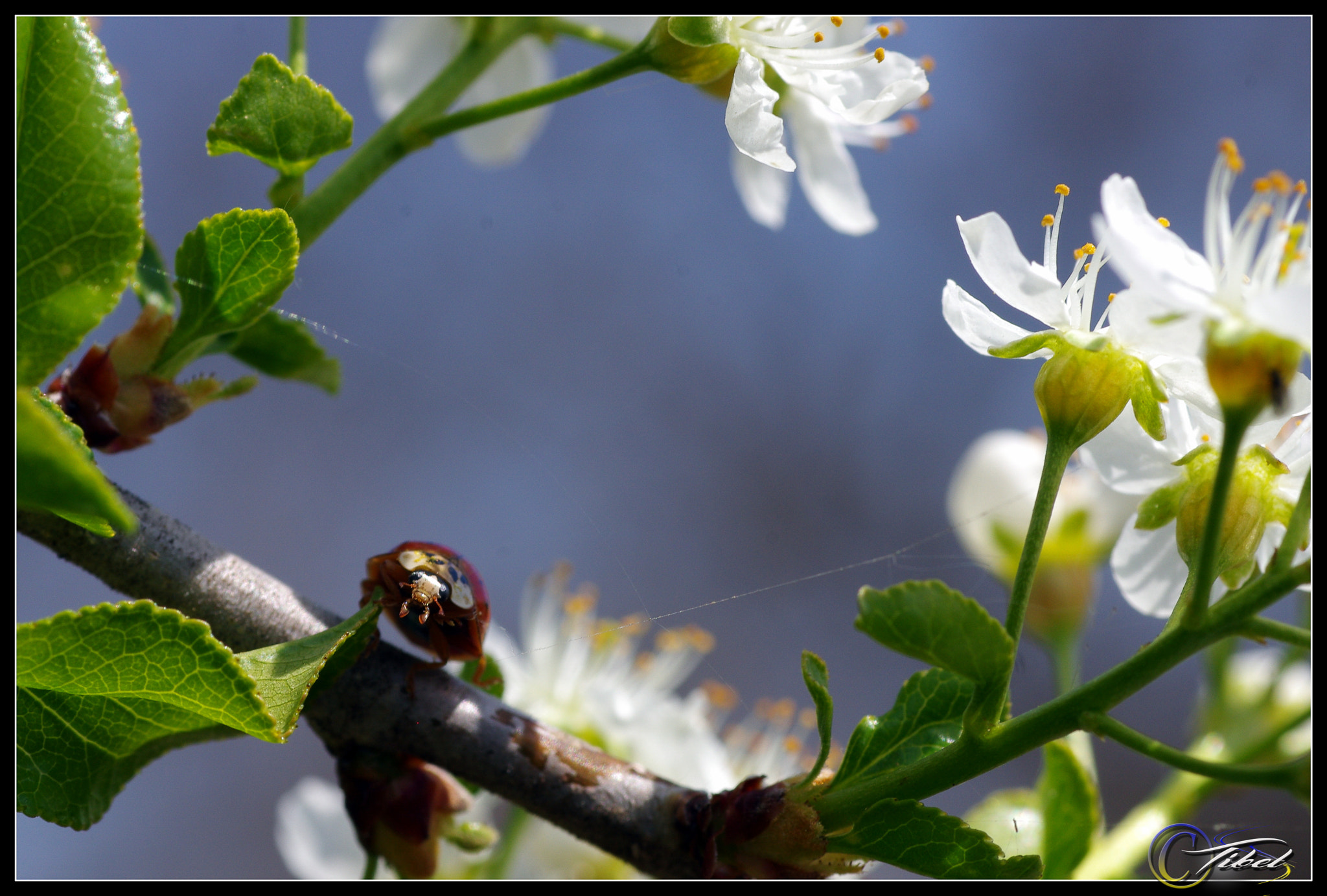 Pentax K-5 + Tamron SP AF 90mm F2.8 Di Macro sample photo. Surprised photography