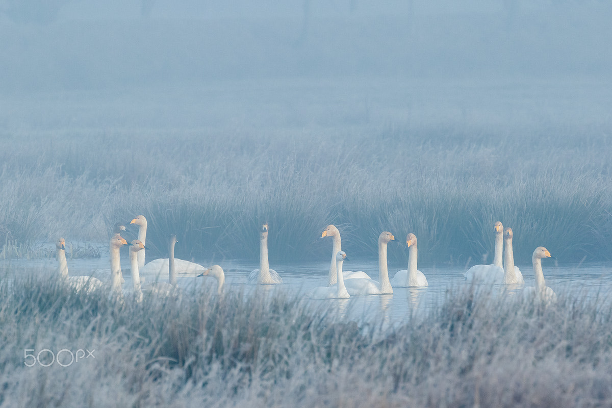 Canon EOS 7D Mark II + Canon EF 400mm F4 DO IS II USM sample photo. Winter mood with whooper swans and bewick's swan photography