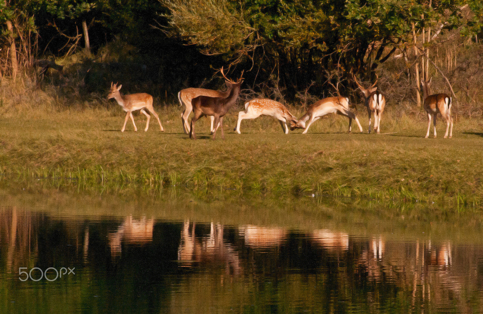 Canon EF 75-300mm f/4-5.6 USM sample photo. Rutfight reflection photography