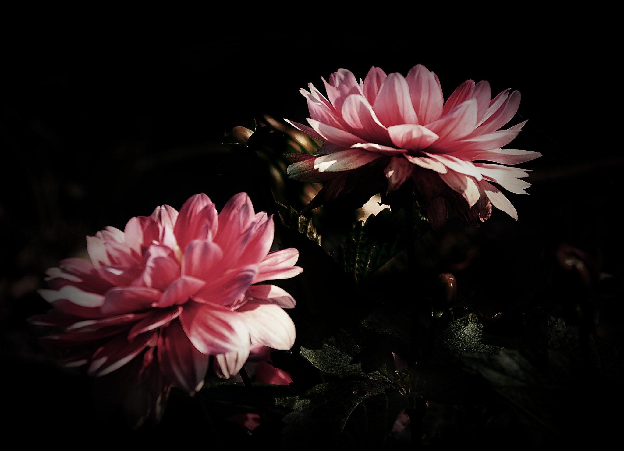 Tamron 18-270mm F3.5-6.3 Di II PZD sample photo. Jesienne kwiaty photography