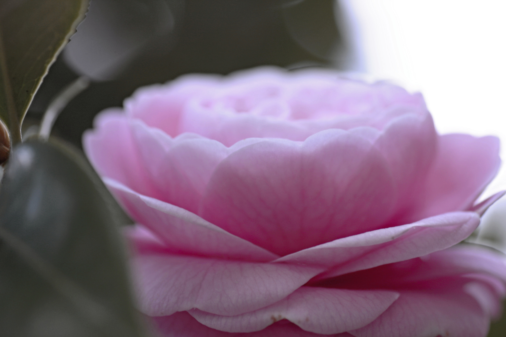 Canon EOS 40D sample photo. Yae camellia photography