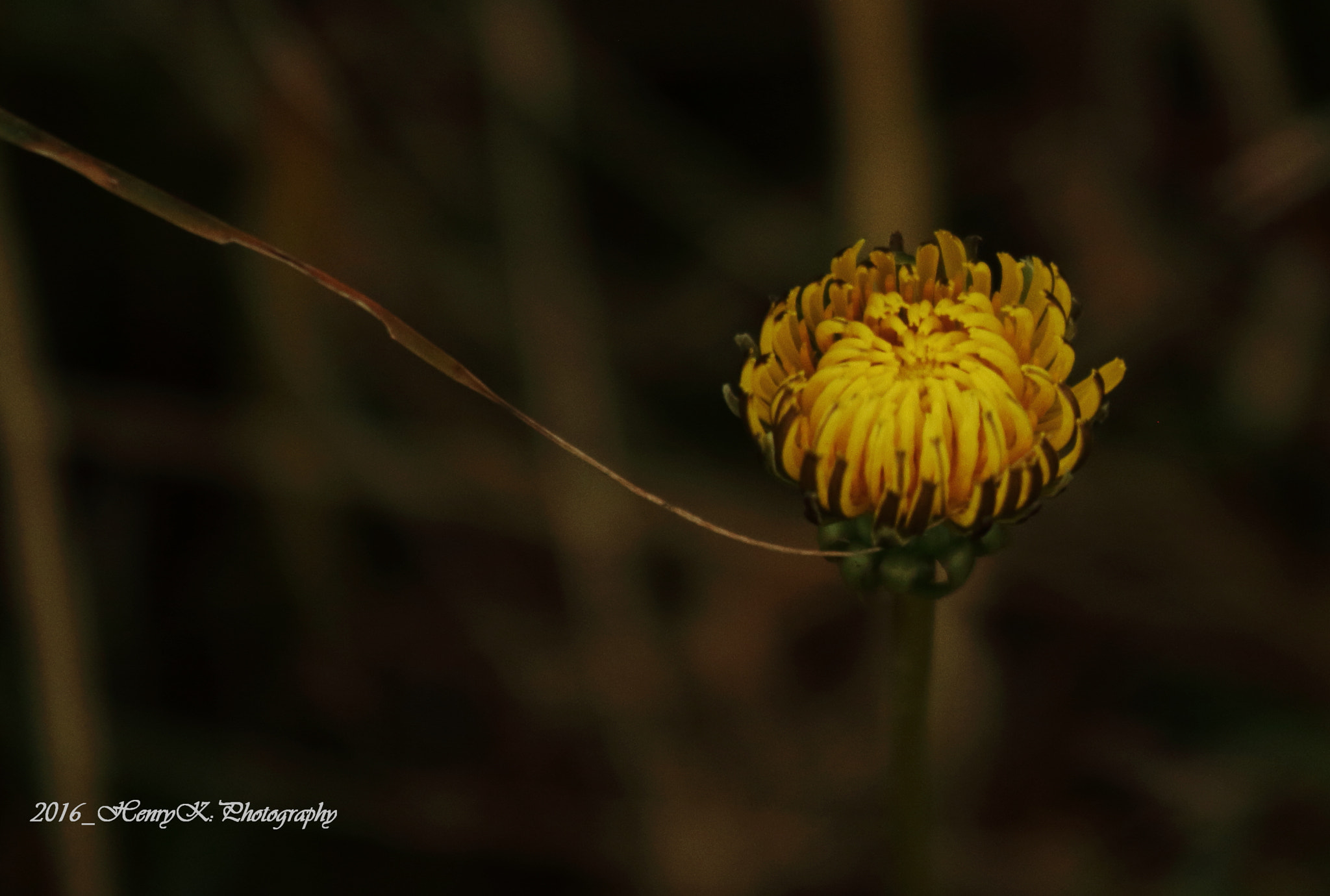 Canon EOS 7D sample photo. Hanging by the neck photography