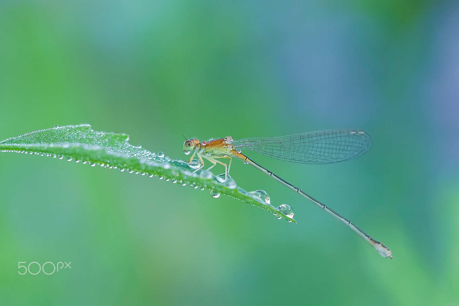 Canon EF 100mm F2.8L Macro IS USM sample photo. Damsel-fly photography