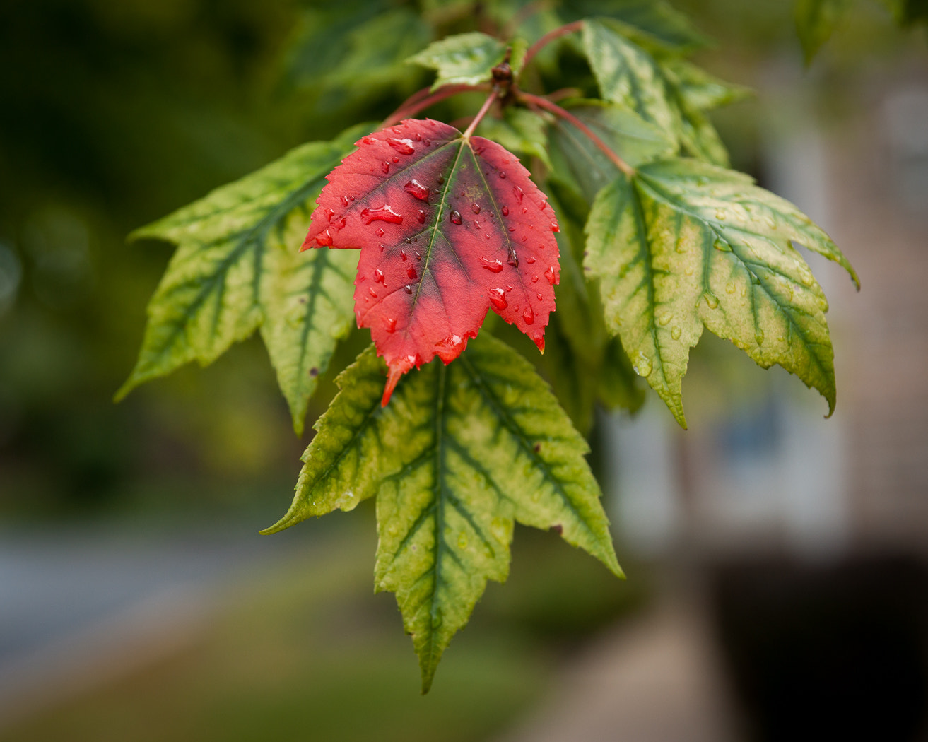 Sony Alpha DSLR-A900 sample photo. Autumn begins photography