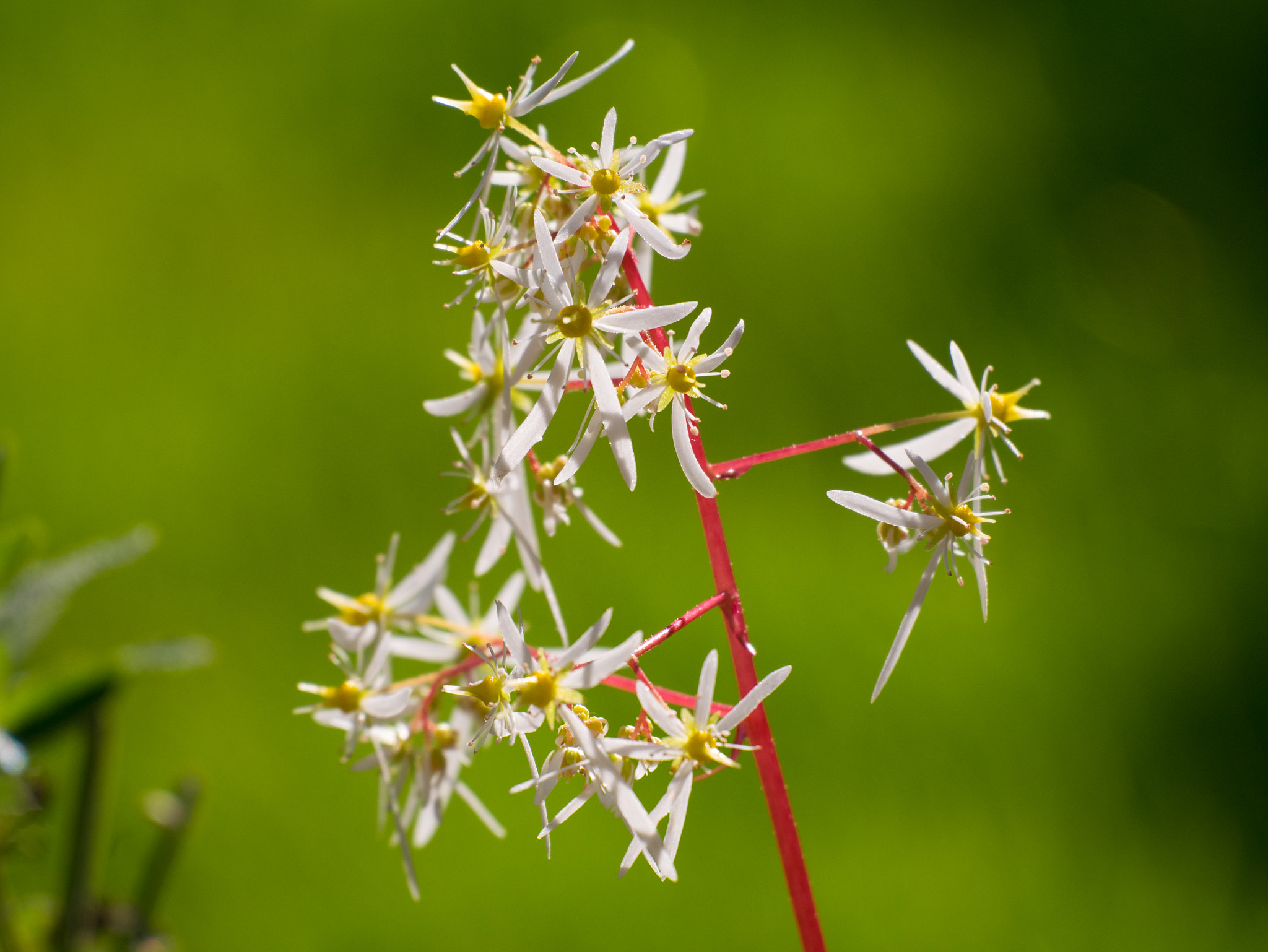Panasonic Lumix DMC-GM1 sample photo. Star flowers photography