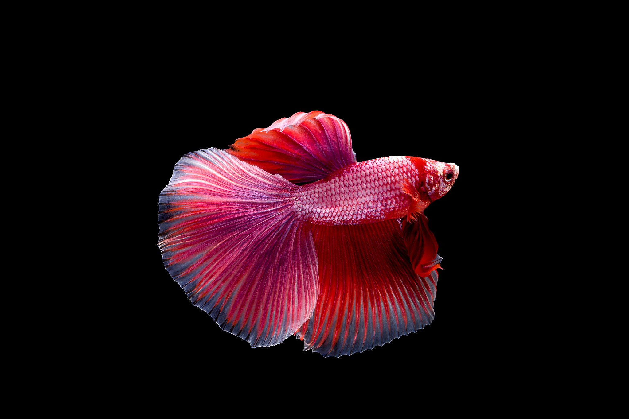 Canon EF 100mm F2.8L Macro IS USM sample photo. Siam fighting fish photography