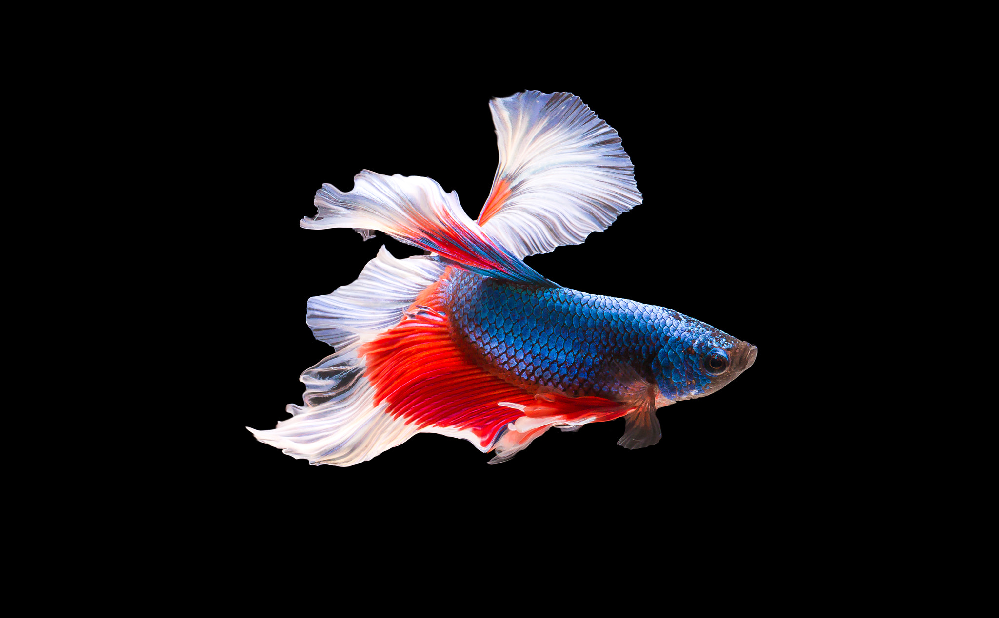 Canon EOS 70D + Canon EF 100mm F2.8L Macro IS USM sample photo. Siam fighting fish photography