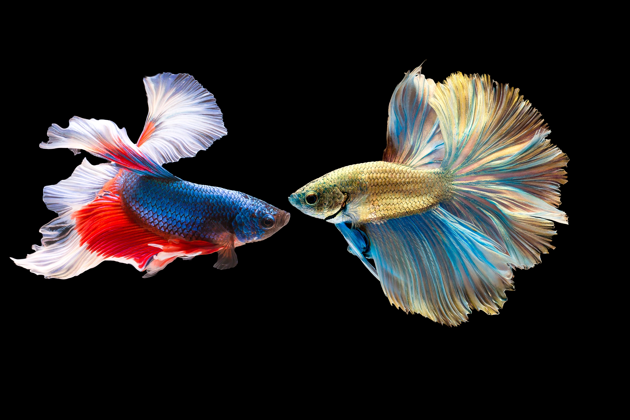 Canon EOS 70D + Canon EF 100mm F2.8L Macro IS USM sample photo. Siam fighting fish photography