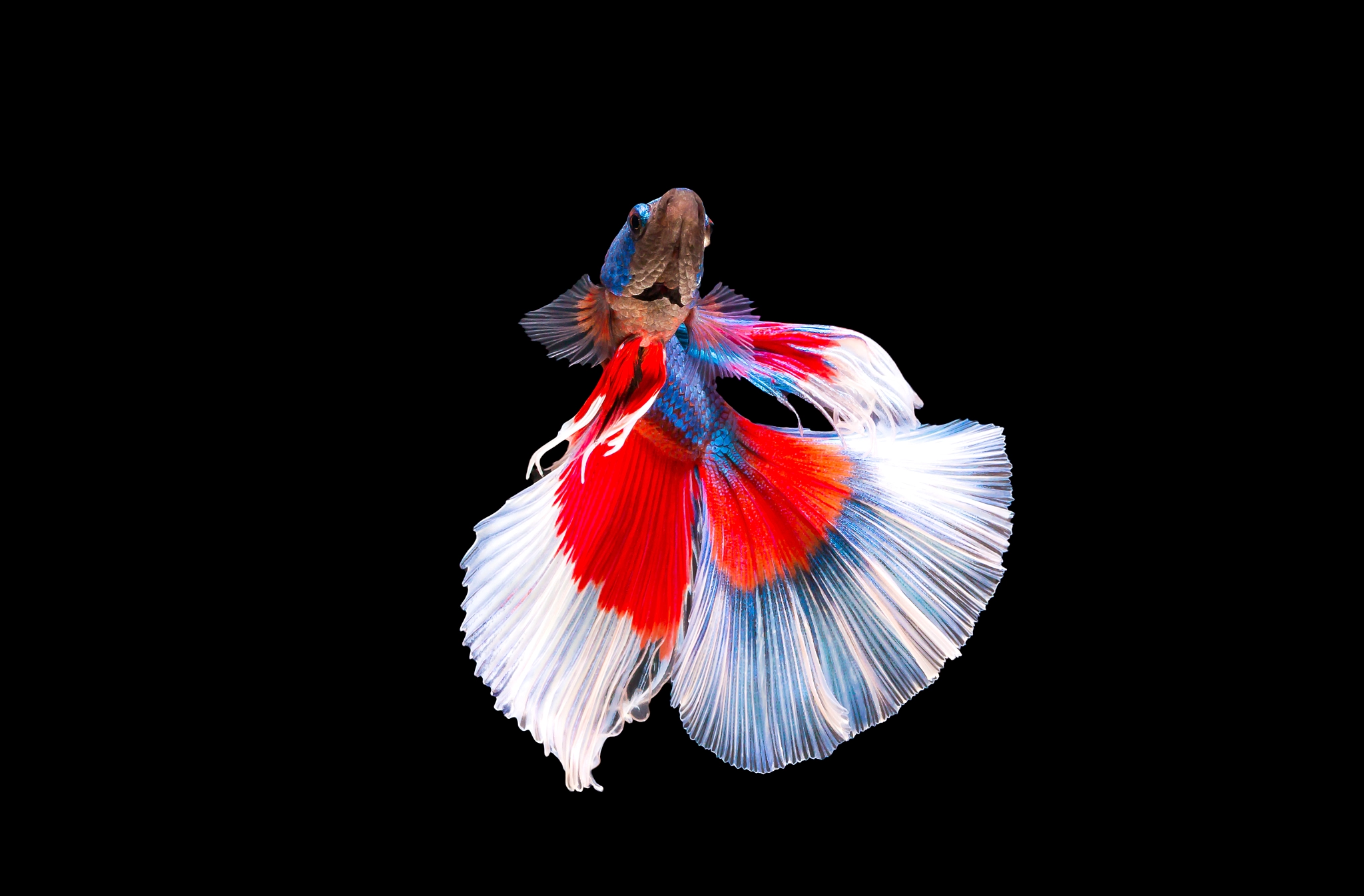 Canon EOS 70D + Canon EF 100mm F2.8L Macro IS USM sample photo. Fighting fish photography
