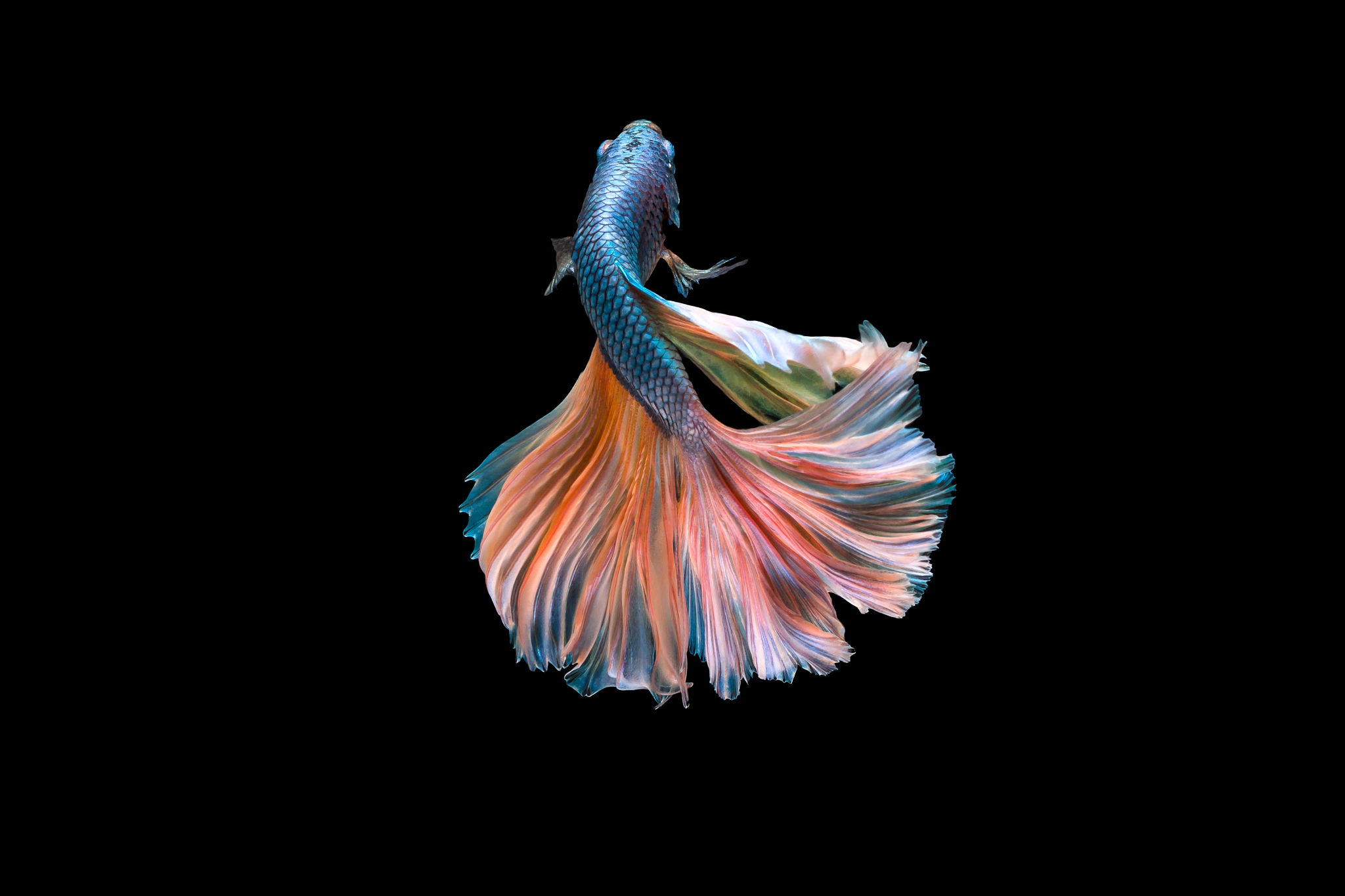 Canon EOS 70D + Canon EF 100mm F2.8L Macro IS USM sample photo. Colorful fighting fish photography