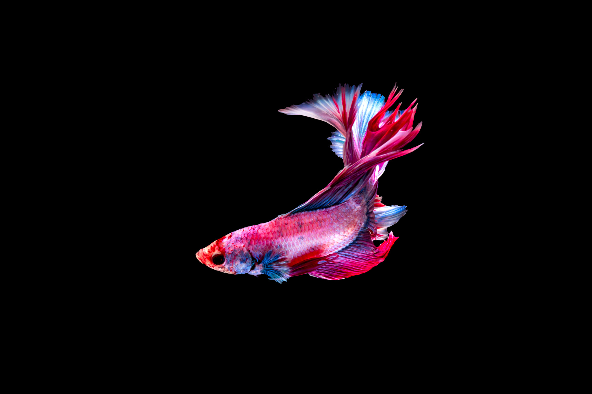 Canon EOS 70D sample photo. Colorful fighting fish photography