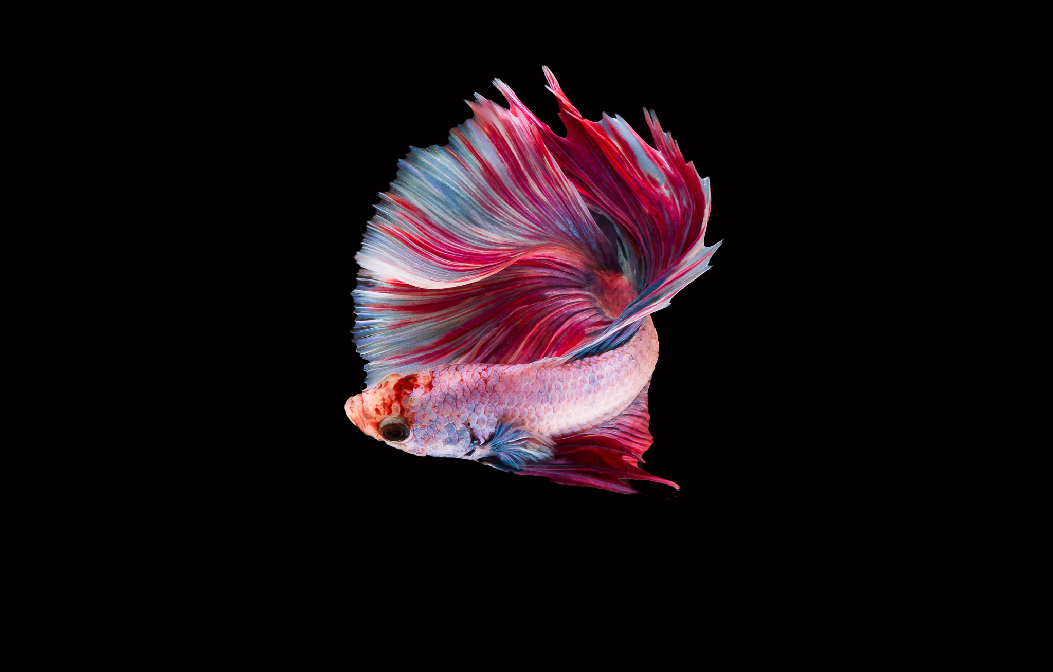 Canon EOS 70D + Canon EF 100mm F2.8L Macro IS USM sample photo. Colorful fighting fish photography