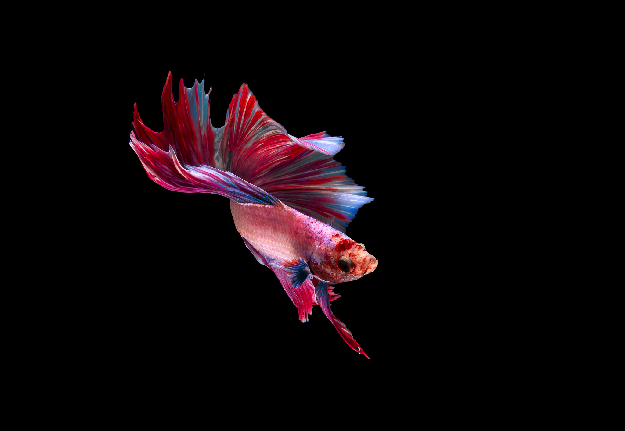 Canon EF 100mm F2.8L Macro IS USM sample photo. Colorful fighting fish photography