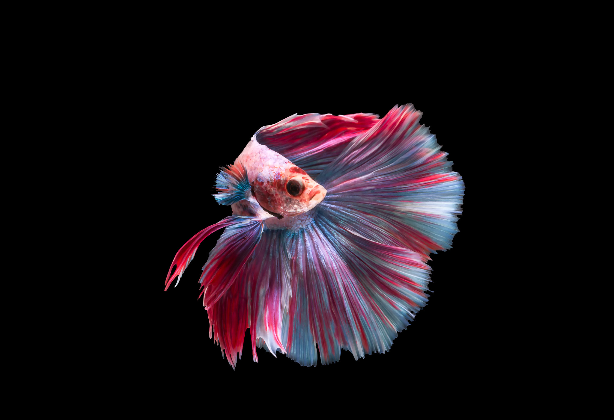 Canon EOS 70D + Canon EF 100mm F2.8L Macro IS USM sample photo. Colorful fighting fish photography